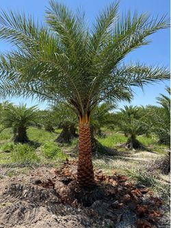 Sylvester Palms