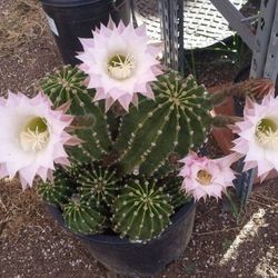 Beautiful Cactus Plant