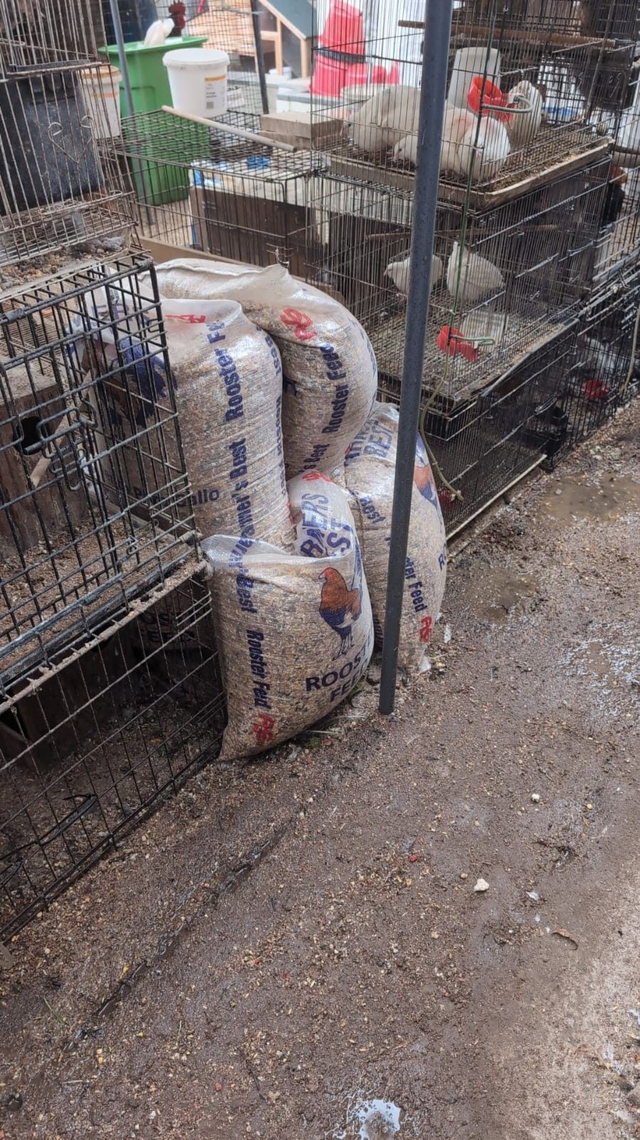 Jaula Cage For Hens Farm Stuff 