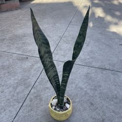 Snake Plants O Lengua De Suegra