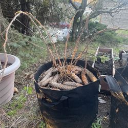 Raspberry Bush In Second Year