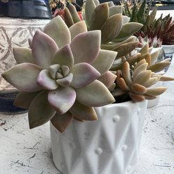 Homegrown Mixed Colors Green Pink Succulents In White Ceramic Pot