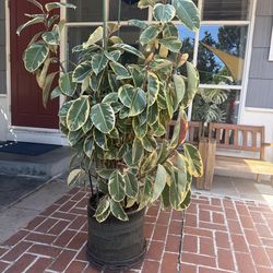 Large Variegated Ficus Rubber Plant w/ Pot & Stand