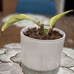 Peperomia Plant Live