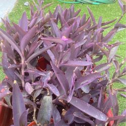 Plants