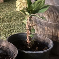 Yellow/Blush Corona de Cristo (Crown of Thorns) Plant
