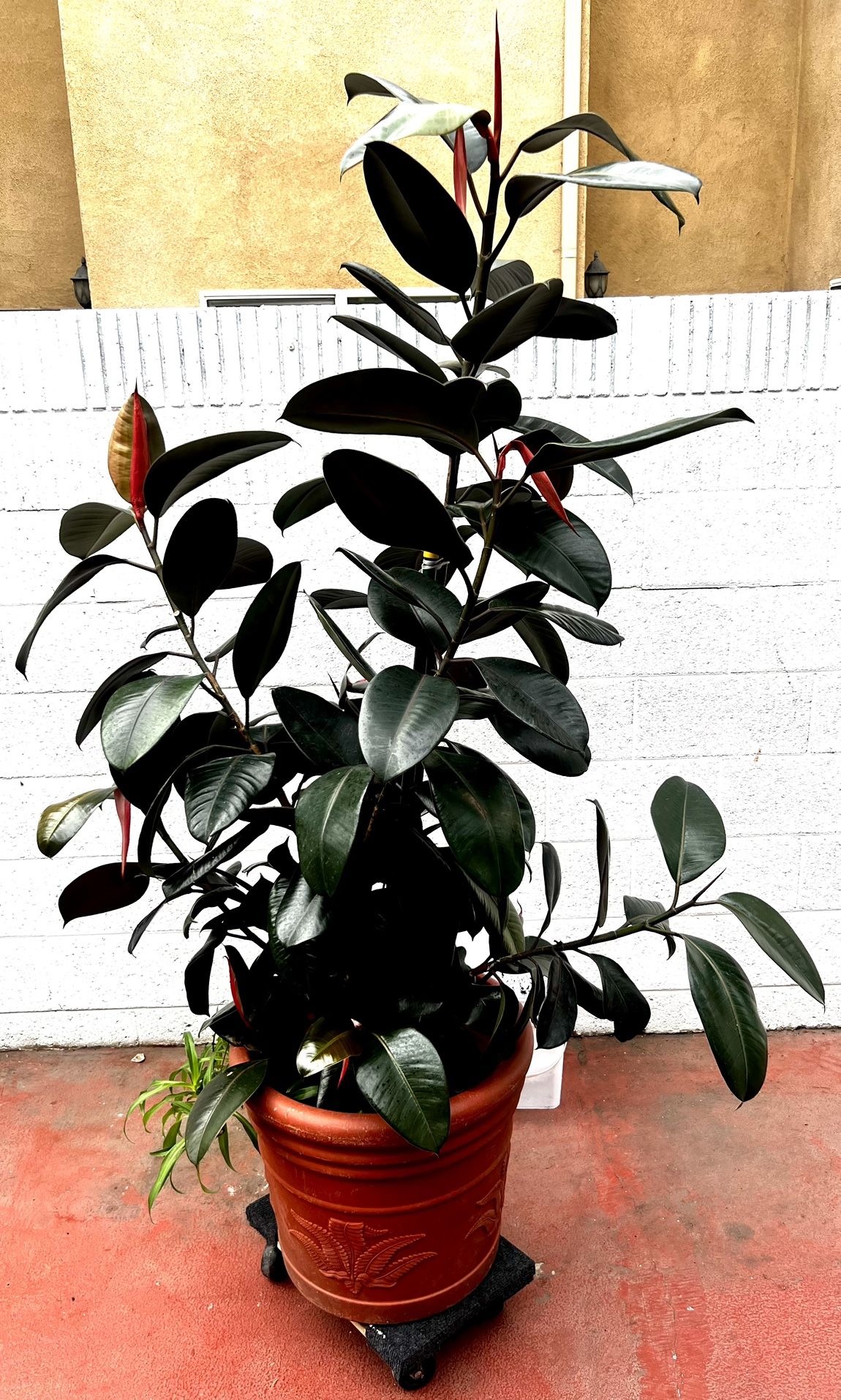 Ficus Rubber Tree