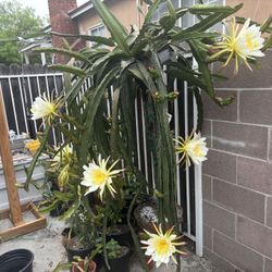 Dragon fruit plants rooted in pots for sale-$10 to $30