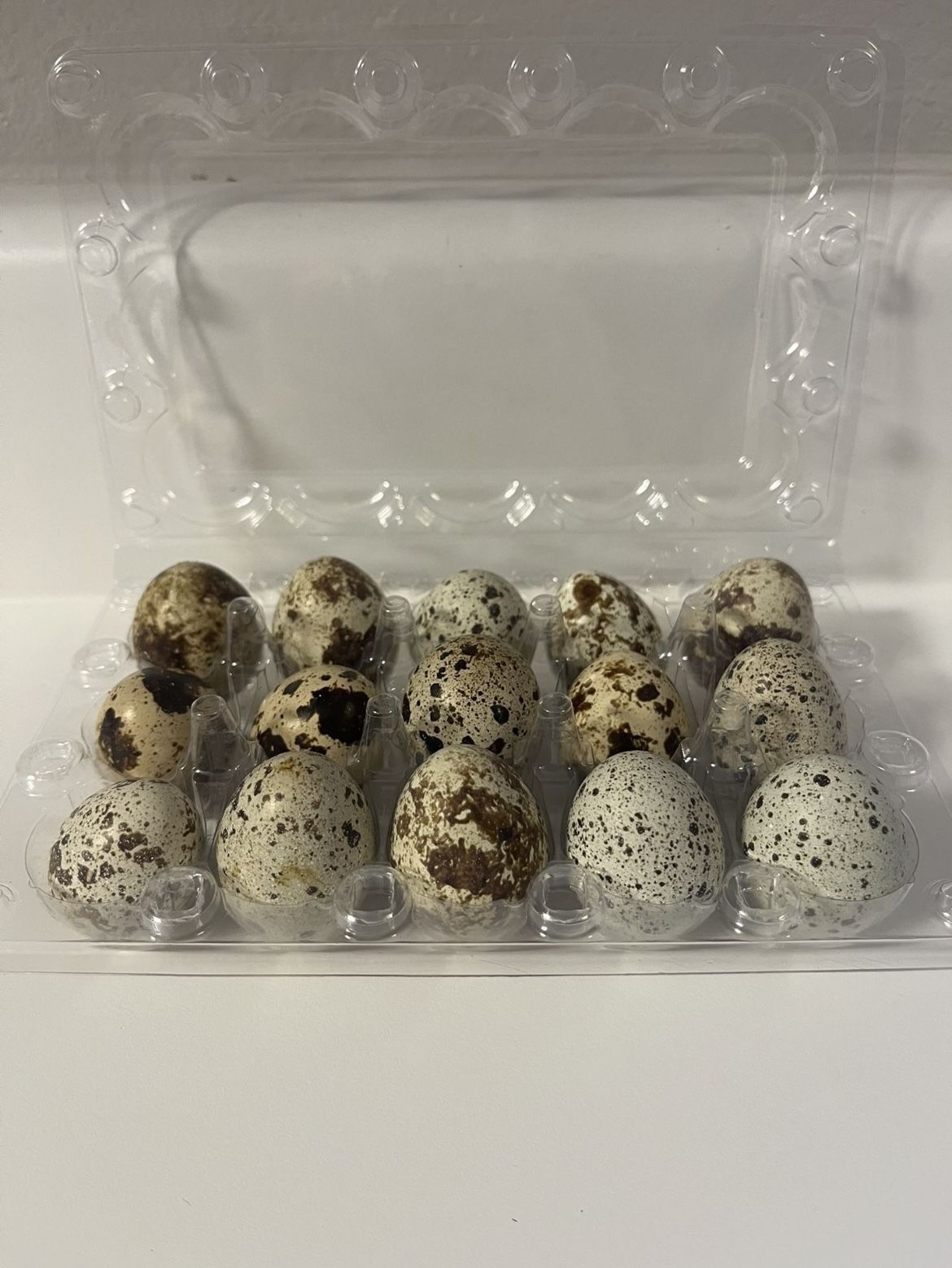 Fertilized Quail eggs