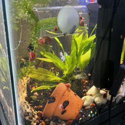 Free Aquatic Snails 
