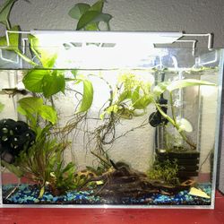 Fish Tank With Everything Included 