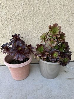 Succulents