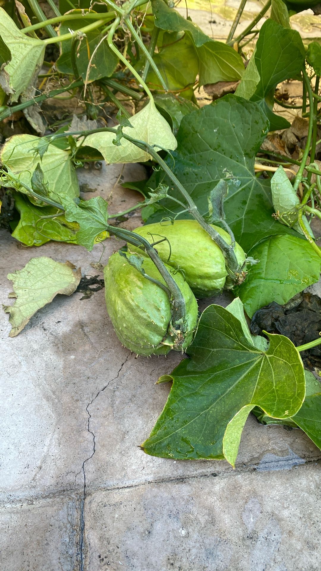 Chayotes Plant $5 Each