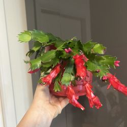 Houseplant Christmas Cactus Red 