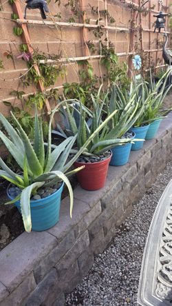 Aloe vera plants.
$25 each one. Firm on price.