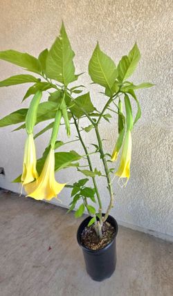 🌿😇🎺 Yellow Angel's Trump😇🎺🌿