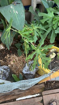 Planta De Papaya D Dos Pies Altura Lista Para Plantar Y Producir Fruta 