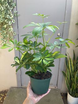 Variegated Schefflera Umbrella House Plant 6” Pot