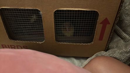 Green Cheek Conure