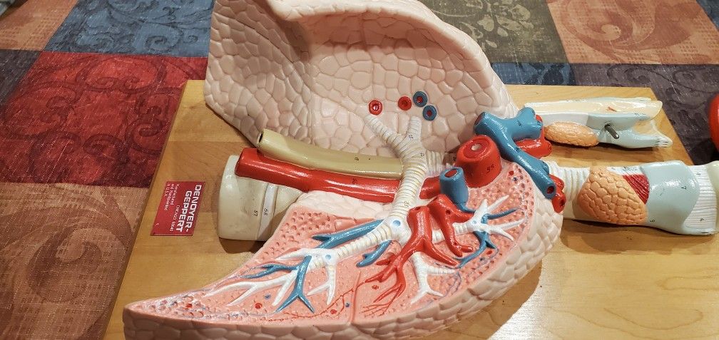 Denoyer Geppert Anatomical ModelCardiopulmonary Model