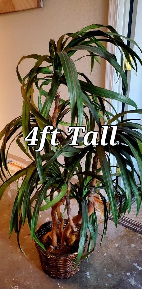Fake Plant 4ft Tall Cash Only Located In Palm Springs 🌴