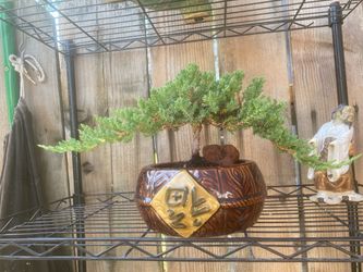 Bonsai Miyagi style Japanese garden Jennifer, $50 each Bonsai Miyagi style Japanese garden Jennifer, $50 each