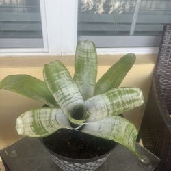 Plant