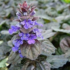 Bugleweed ground cover