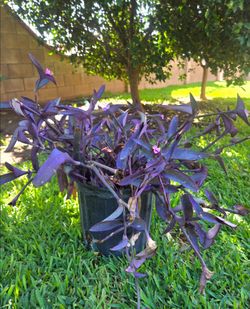 Purple Heart Plant