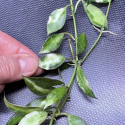 Hoya Lacunosa sp Cianjur Variegated ( Reserved )