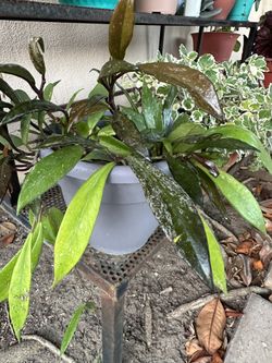 Hoya Pubicaly Natural Plant