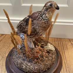 Vintage Quail Taxidermy 15" Nature Display w/ Glass Dome- Stunning! RARE. Condition is pre owned and so overall in very sold and respectable shape.   