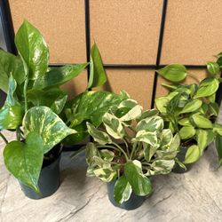 Plant Bundle For Starters