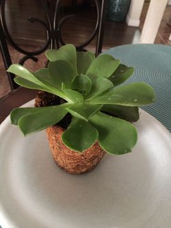 Green succulent