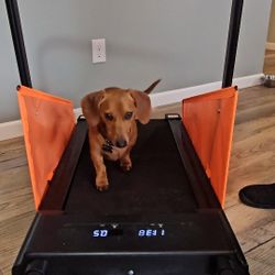 Dog Treadmill Small To Medium Dog