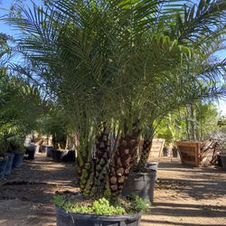 Pygmy Date Palms