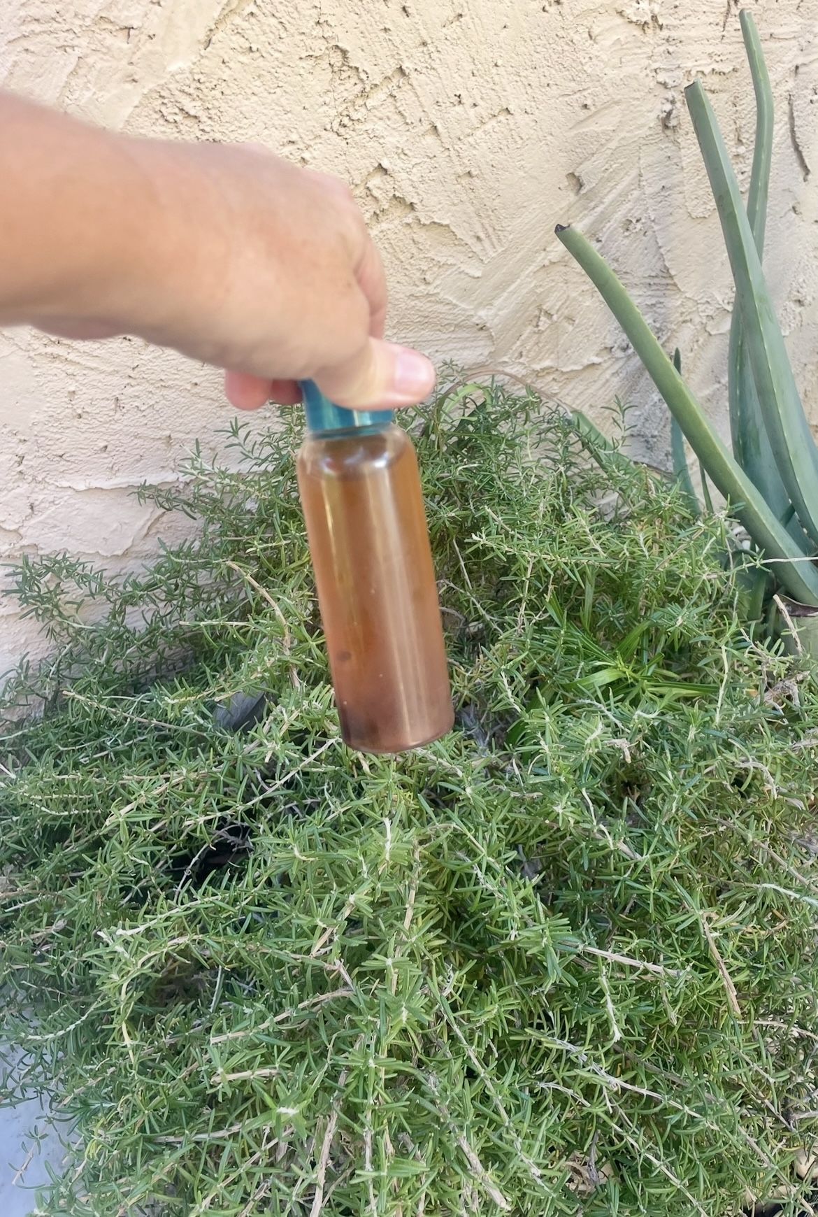 100% Pure Rosemary Water from my garden