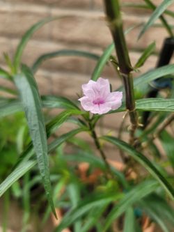 TALL ORGANIC PINK-FLOWERED PETUNIA PLANT.