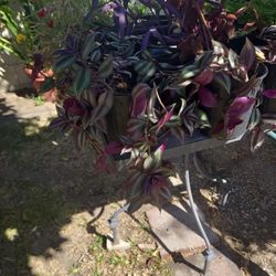 Plants Inchplant And Purple Hart