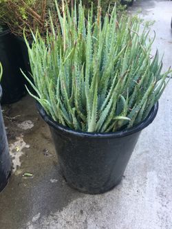 I have different plants
