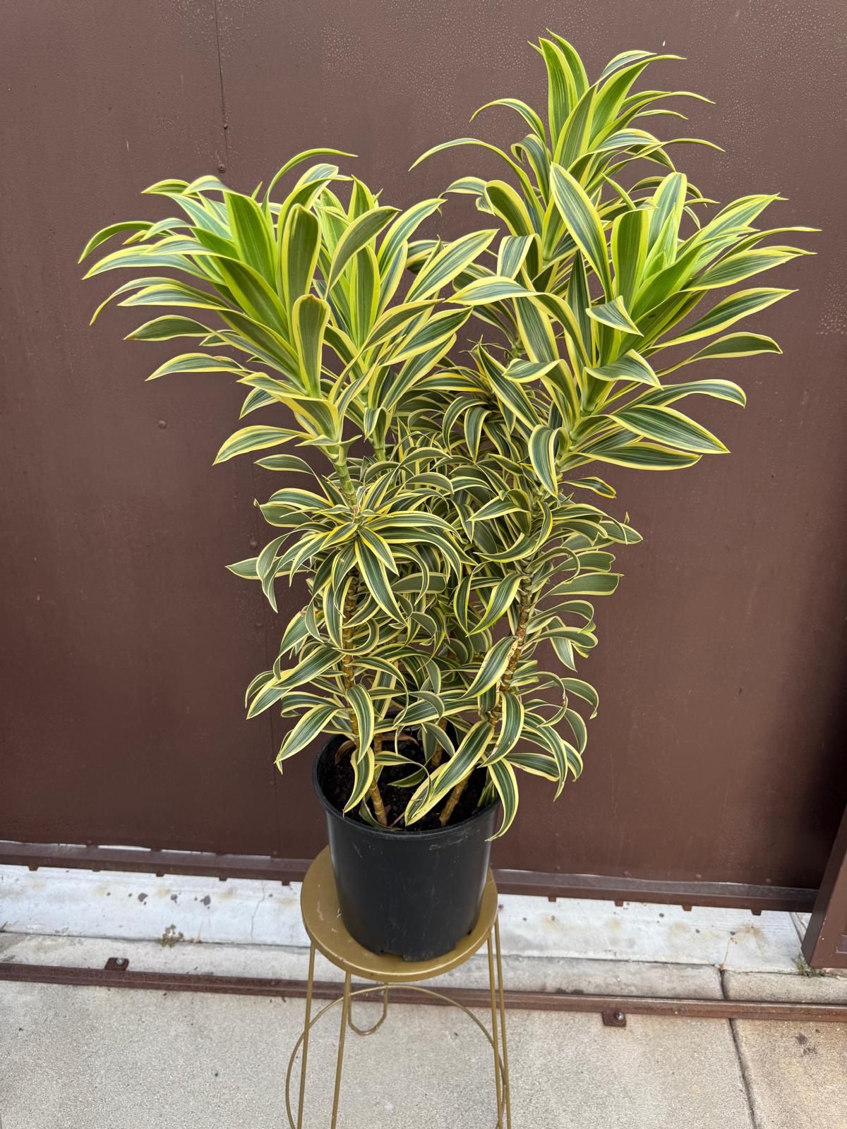 10” dracaena song of india 4 plants in pot 
