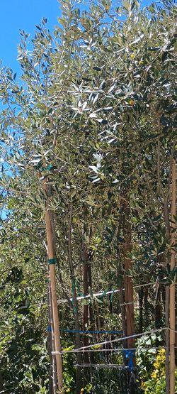 Shade trees.