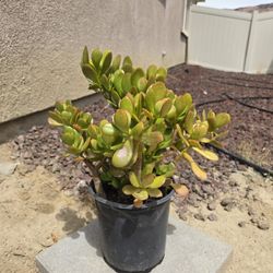 Jade Plant