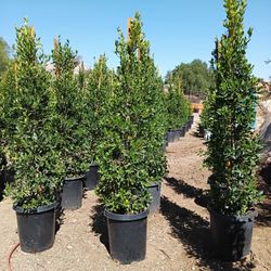 ficos Para la Pribasida de supropieda 