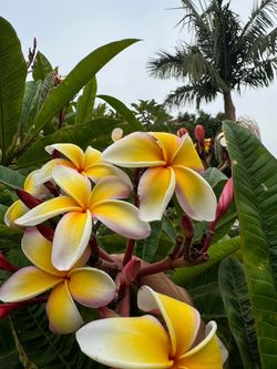 Selling plumeria plant bare roots from 20 up to 30
