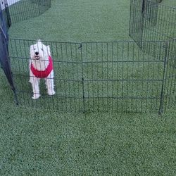 Pet Fence