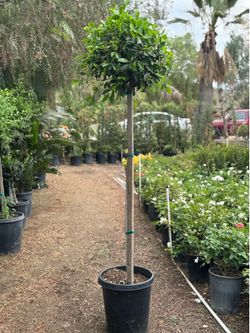 Ficus 15 gal (Lollipop)
