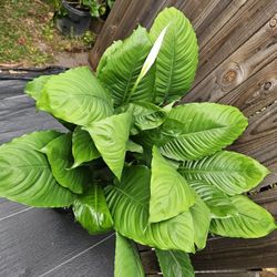 XL Peace Lily Live Plants 