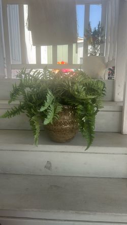 Plant With glass Vase.