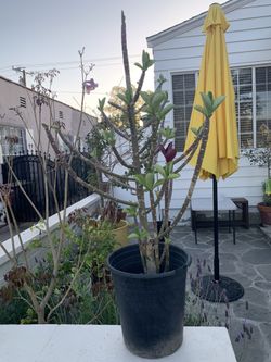 Plant $15